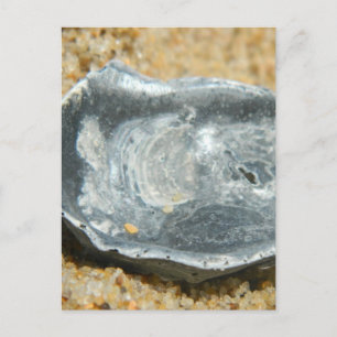Carte Postale Coquille d'huîtres dans le sable