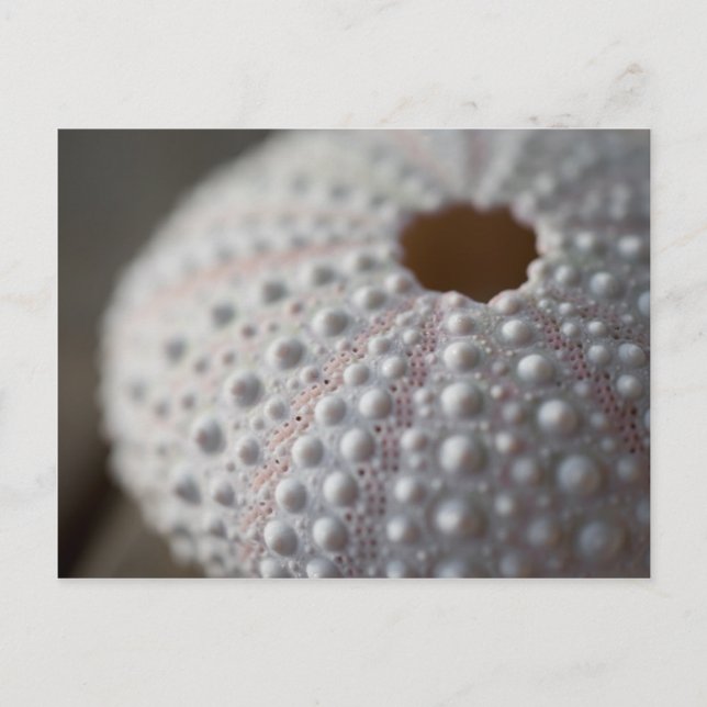 Carte Postale Coquille d'oursin (Devant)