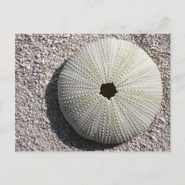 Carte Postale Coquille d'oursin sur le sable (Devant)