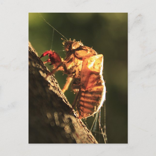 Carte Postale Coquille D'Un Cicada (Devant)