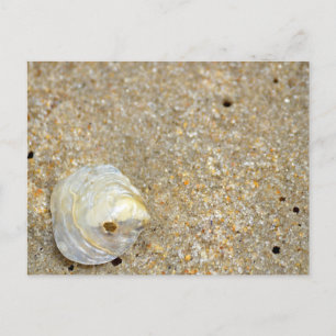Carte Postale Coquille opale brillante sur la plage de sable pro
