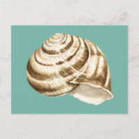 Coquille striée Sepia sur Turquoise