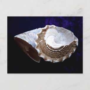 Carte Postale Coquilles