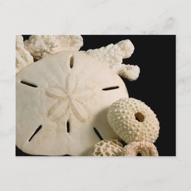 Carte Postale Coquilles blanches et dollar de sable (Devant)