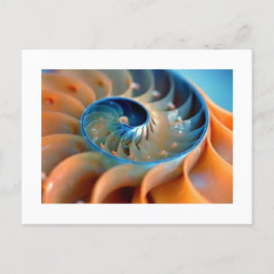 Carte postale - Coquilles de Fibonacci