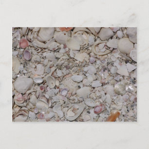Carte Postale Coquilles De Mer De Sanibel
