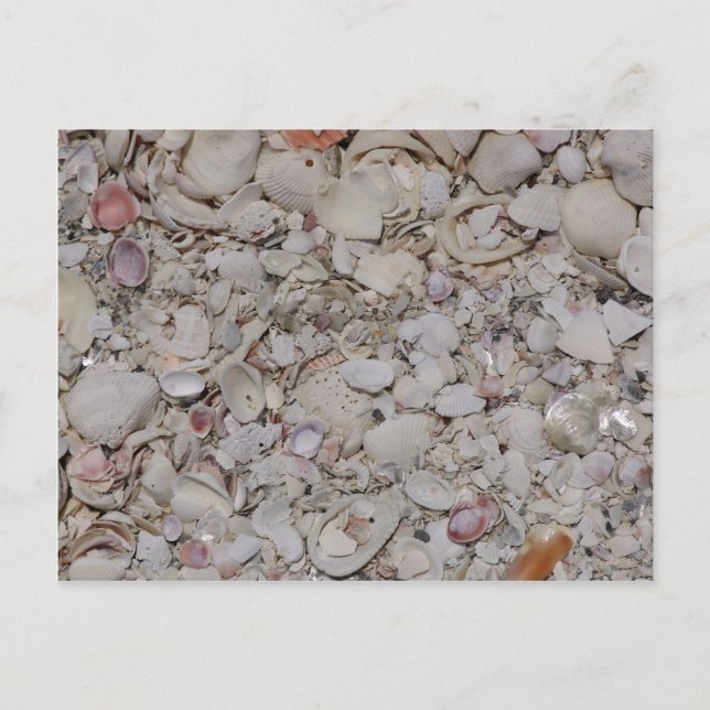 Carte Postale Coquilles De Mer De Sanibel (Devant)