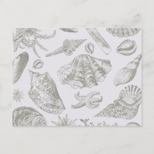 Carte Postale Coquilles de mer gris sauge doux croquis Antique N