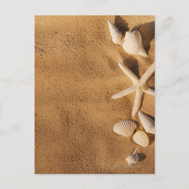 Carte Postale Coquilles de mer sur le sable (Devant)