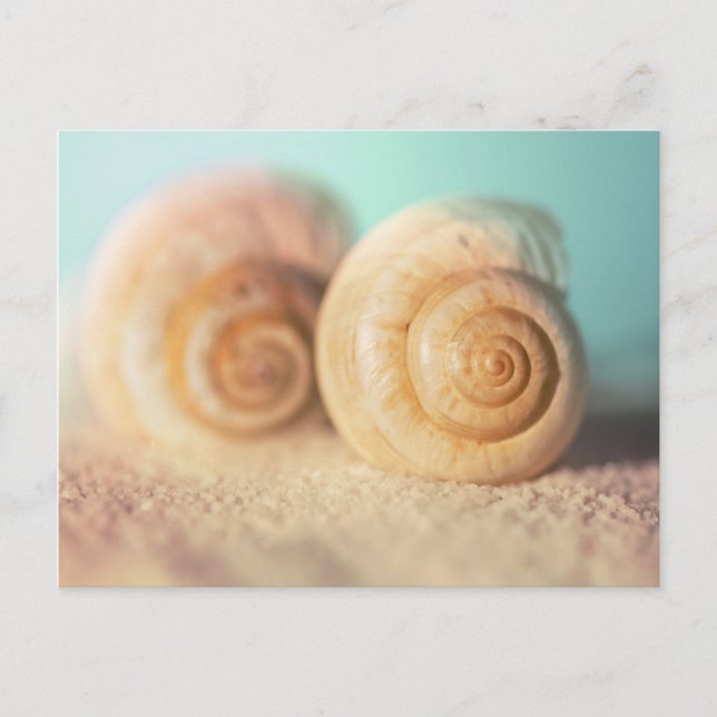 Carte Postale Coquilles de Nautilus sur la plage (Devant)