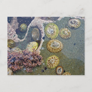 Carte Postale coquilles de plage botaniques