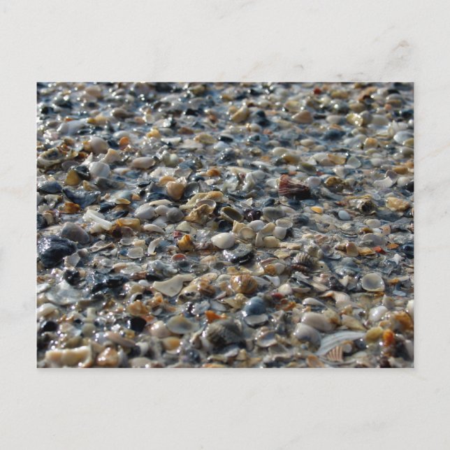 Carte Postale Coquilles et galets (Devant)