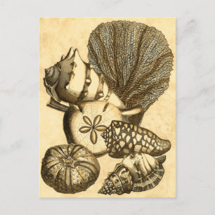 Carte Postale Coquilles neutres et collection de corail