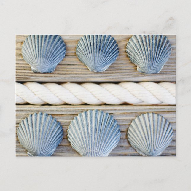 Carte Postale Coquilles | New York City (Devant)