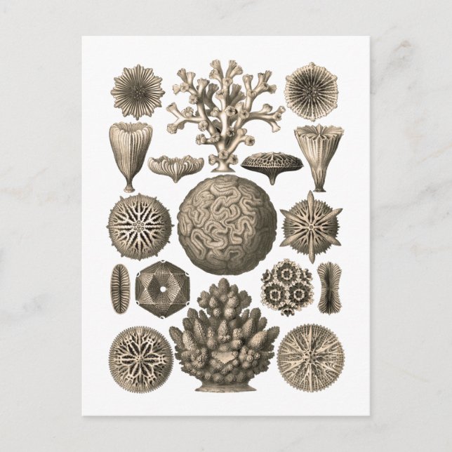 Carte Postale Corail (Devant)