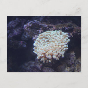 Carte Postale Corail à fourrures n° 1
