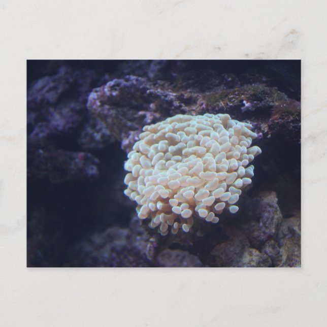 Carte Postale Corail à fourrures n° 1 (Devant)