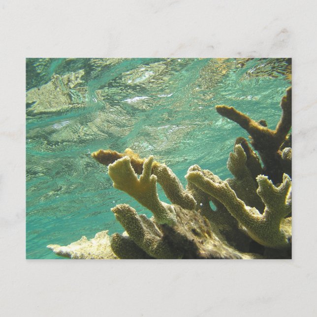 Carte Postale Corail d'Elkhorn en Floride Keys (Devant)