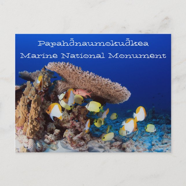Carte Postale Corail et poisson, atoll Pearl et Hermes (Devant)