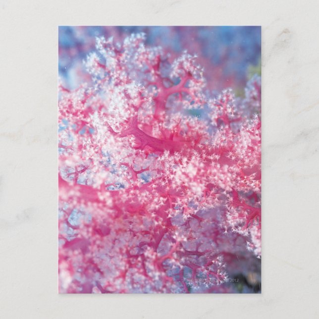 Carte Postale Corail gorgonien (Devant)