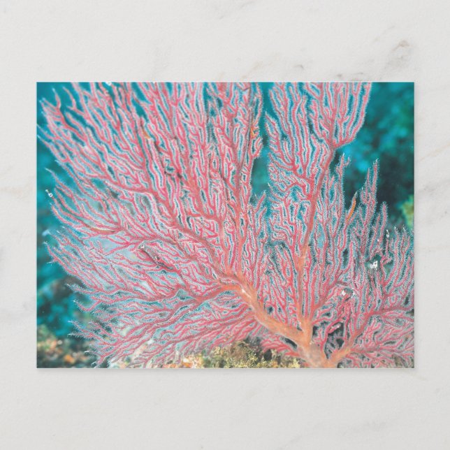 Carte Postale corail gorgonien 3 (Devant)