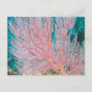 Carte Postale corail gorgonien 3
