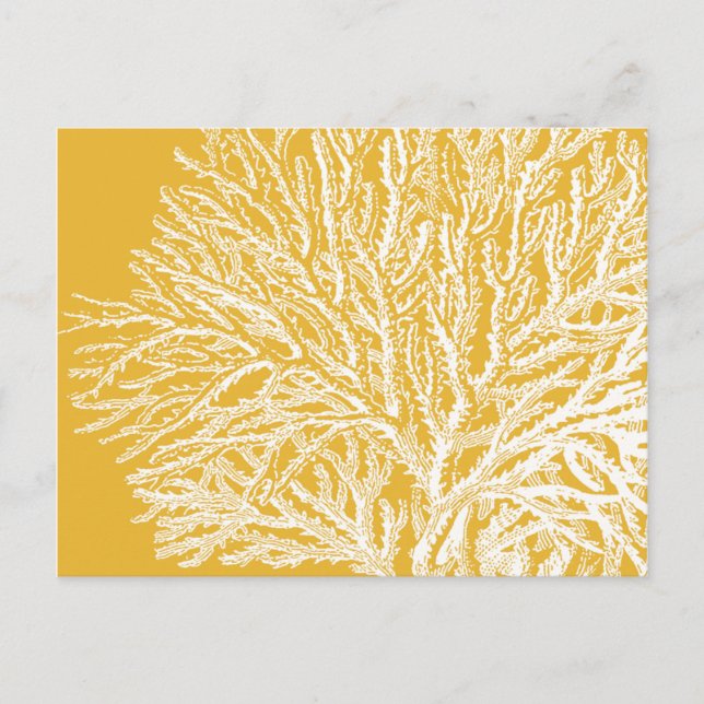 Carte Postale Corail jaune et blanc (Devant)