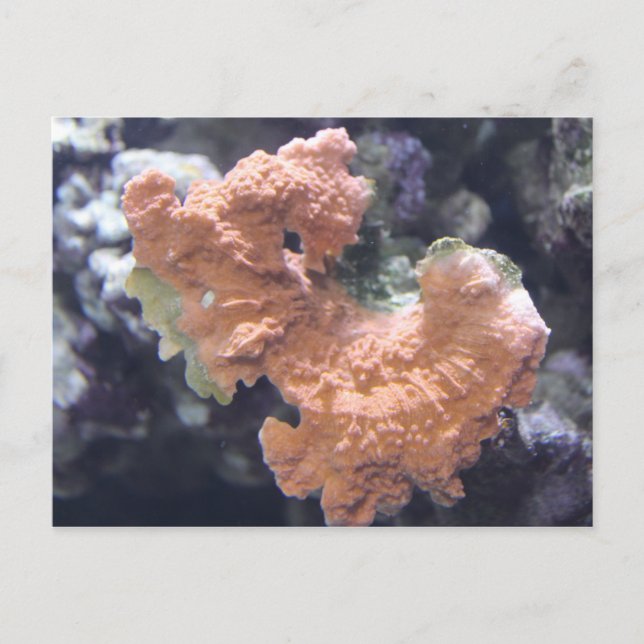 Carte Postale Corail no 1 (Devant)