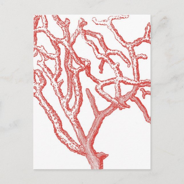 Carte Postale Corail rouge (Devant)