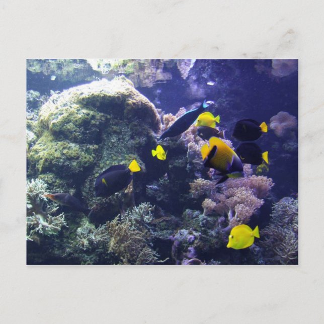 Carte postale Coral-Reef (Devant)