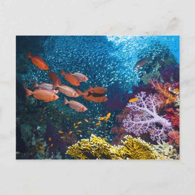 Carte Postale Coral Reef | Bigeye or Goggle-Eye (Devant)
