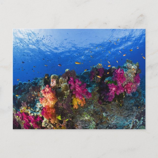 Carte Postale Coraux mous sur récif peu profond, Fidji (Devant)