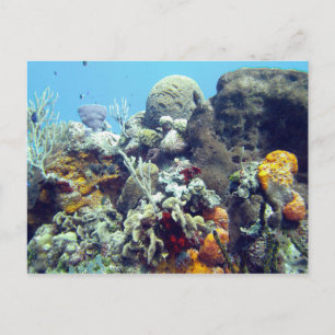 Carte Postale Coraux Paradise Reef Cozumel Yucatan, Mexique