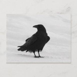 Carte Postale Corbeau