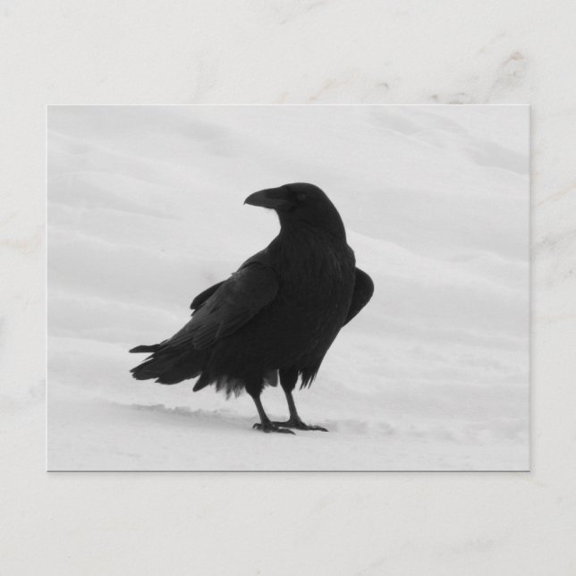 Carte Postale Corbeau (Devant)