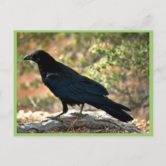 Carte Postale Corbeau (Devant)
