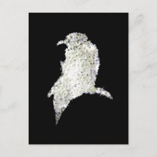 Carte Postale Corbeau