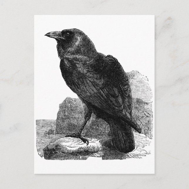 Carte postale Corbeau (Devant)