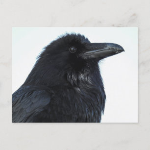 Carte postale Corbeau