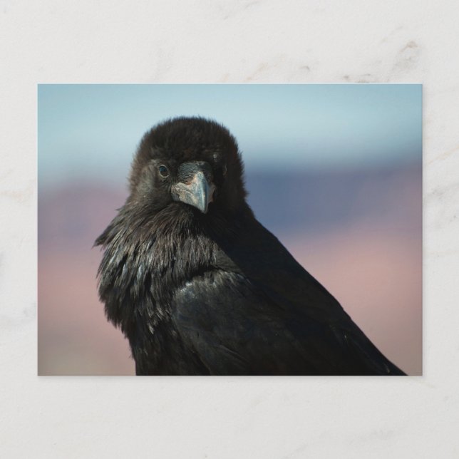 Carte Postale Corbeau commun (Devant)