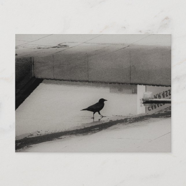 Carte Postale Corbeau et flaque d'eau avec reflets de toit 3 (Devant)