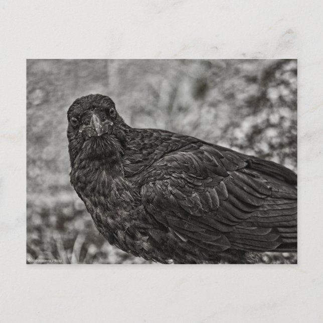 Carte Postale Corbeau P9239 (Devant)