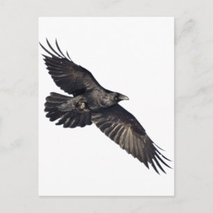 Carte Postale Corbeau volant