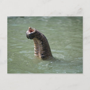 Carte Postale Corbett National Park, Uttaranchal, Inde