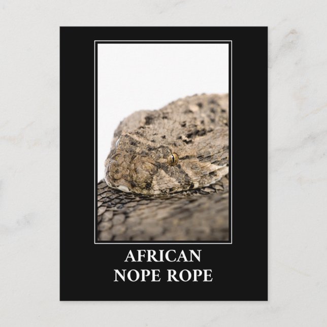 Carte Postale Corde africaine à corde - Puff adder Snake Danger (Devant)