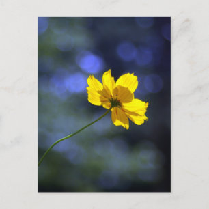 Carte postale Coreopsis