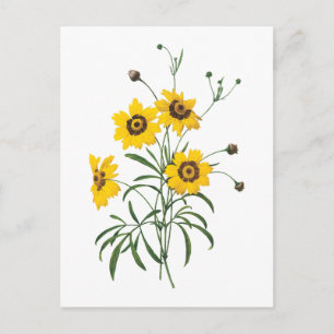 Carte Postale coréopsis(Coreopsis elegans) par Redouté