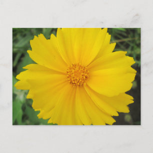 Carte Postale Coréopsis Fleur Jaune