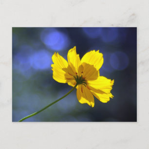 Carte postale Coréopsis orange jaune