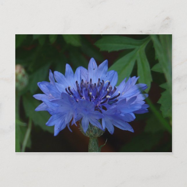 Carte Postale Corfleur bleu (Devant)